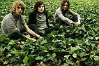 concert TAME IMPALA