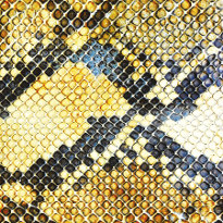 The Amazing Snakeheads : Amphetamine Ballads