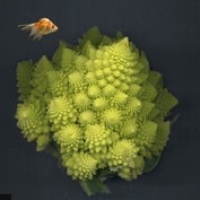 Convergences