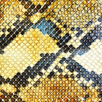 The Amazing Snakeheads en concert
