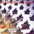 Bistanclaque en concert